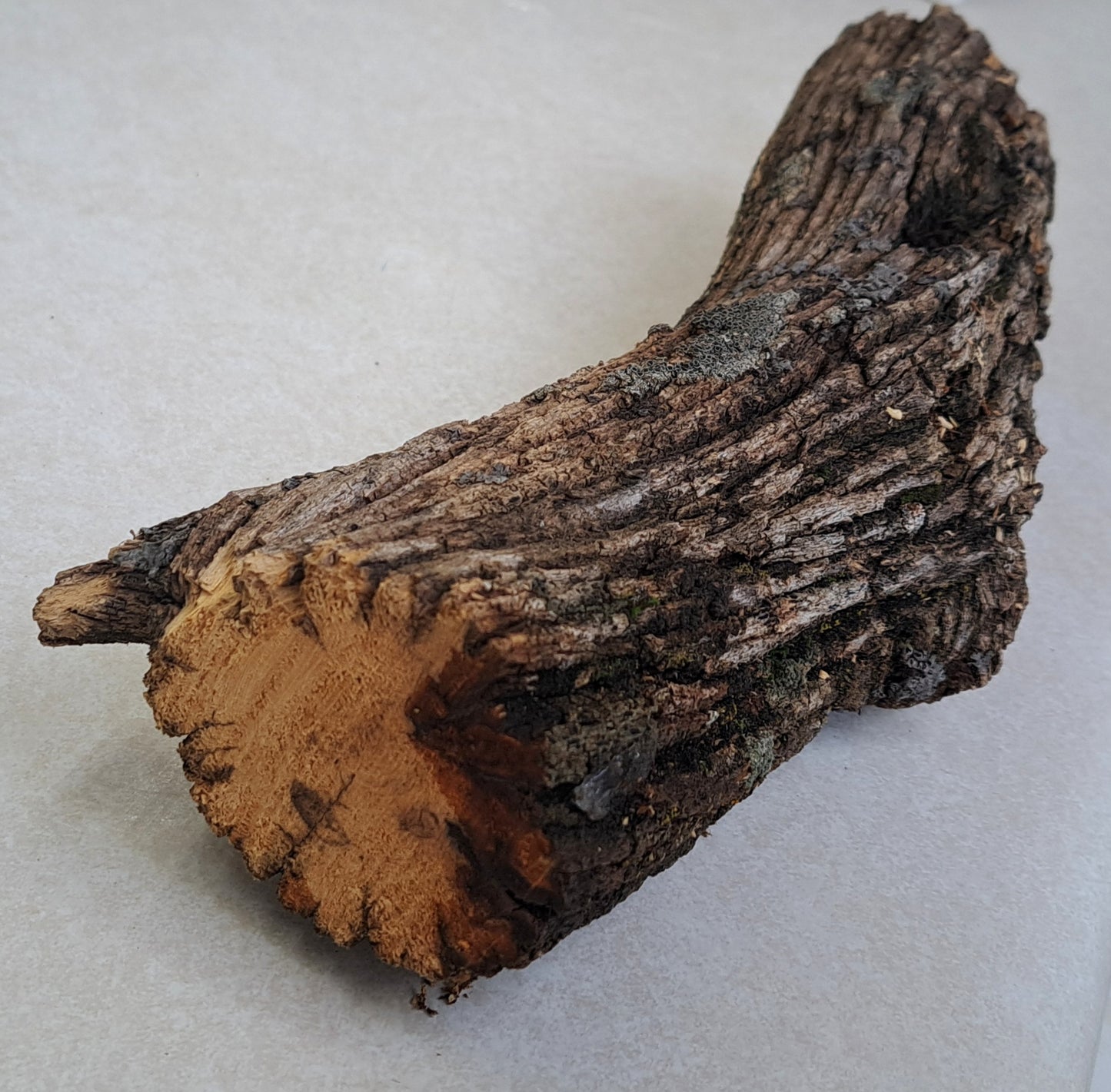 Lichen covered branch