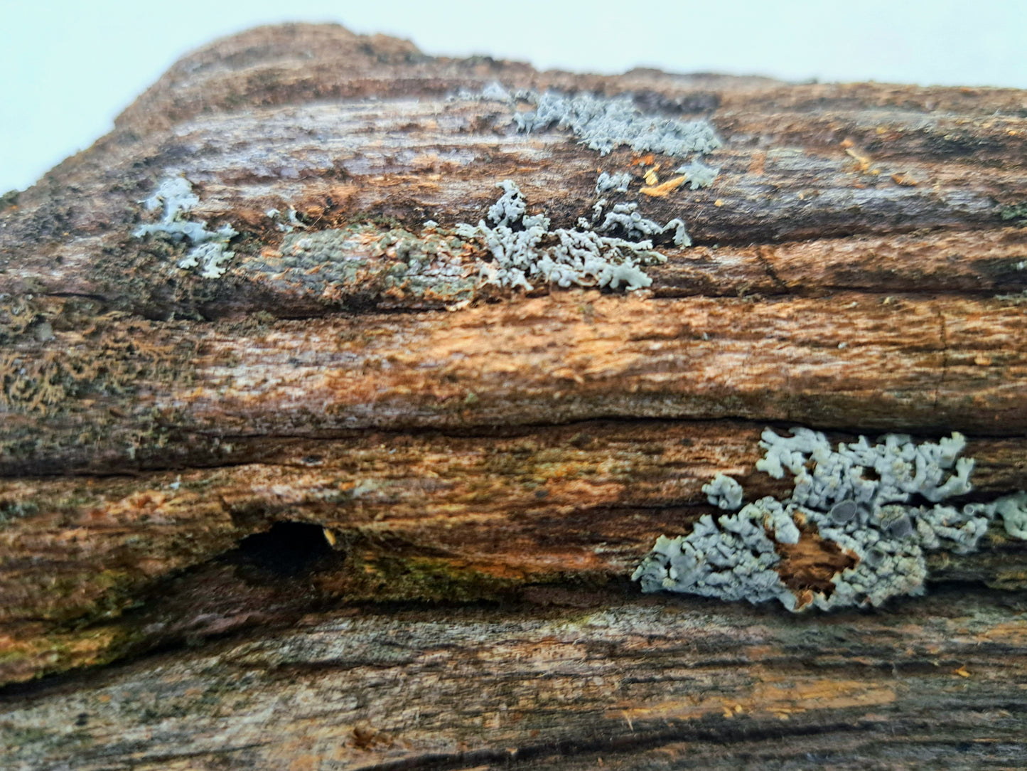 Lichen covered branch