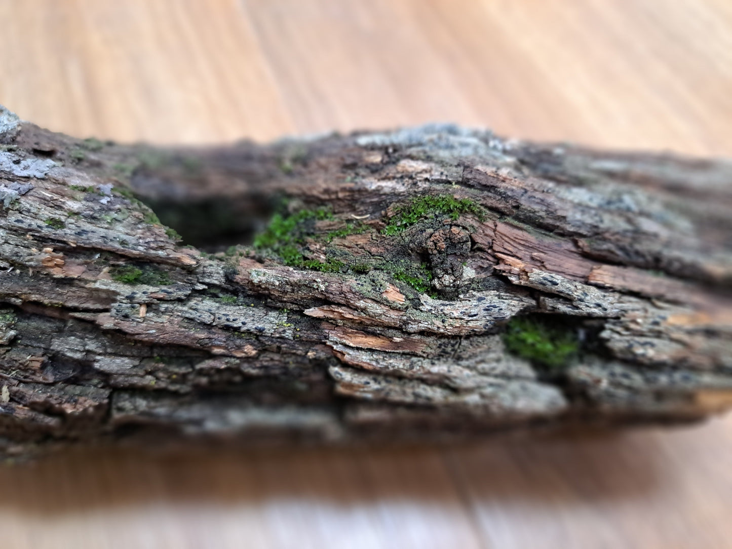 Lichen covered branch