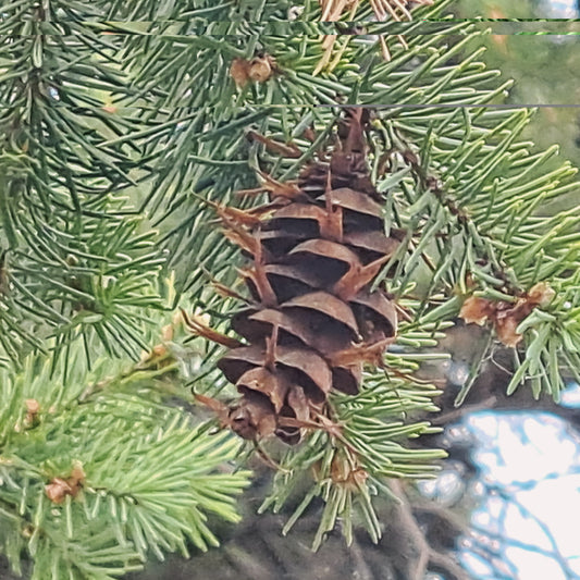 Conifer cone on a branch with green needles