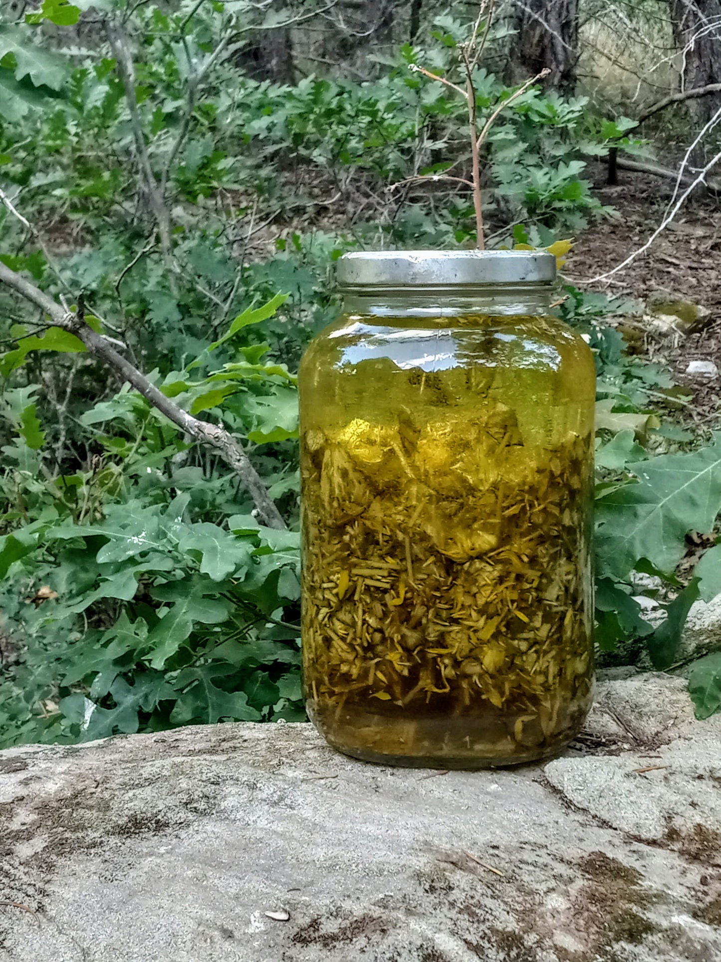 Jar of tinctured yellow flowers on a rock with a natural background