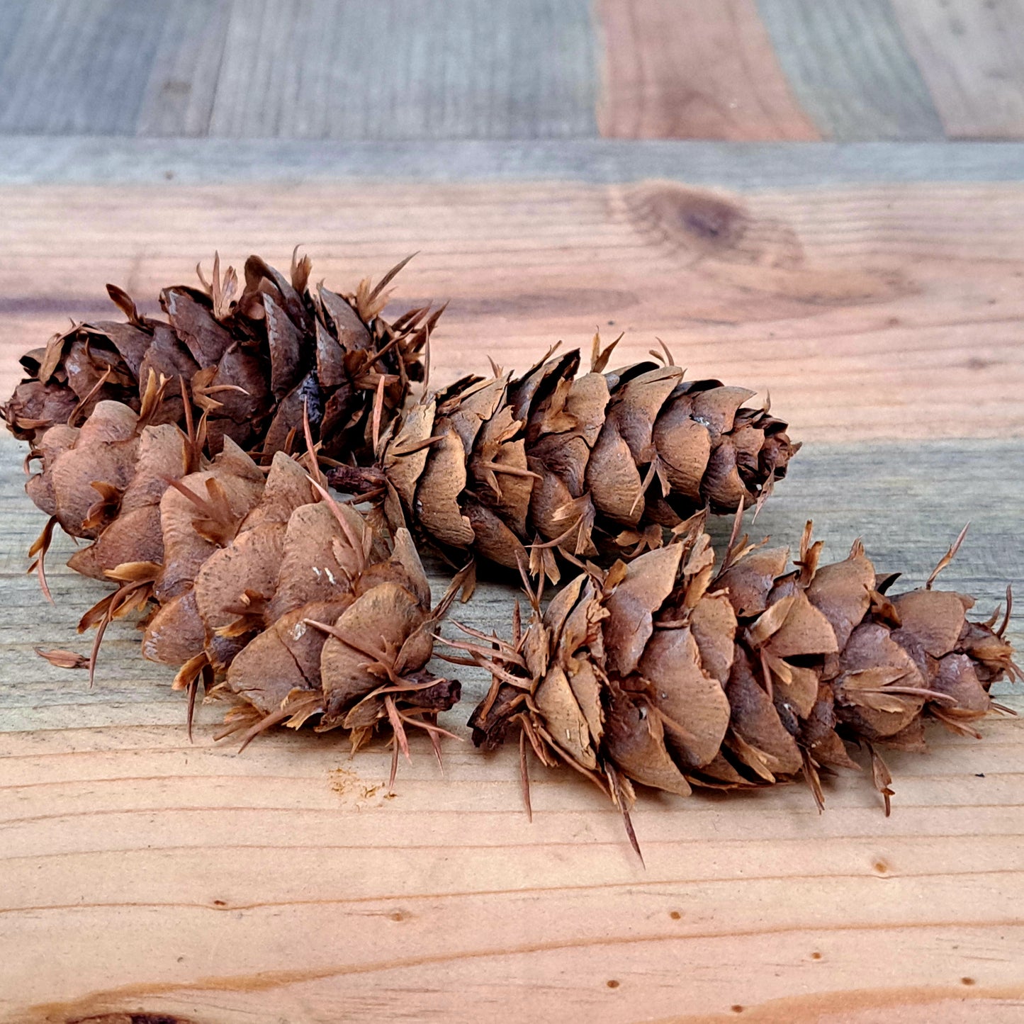 four fir cones on a wooden background