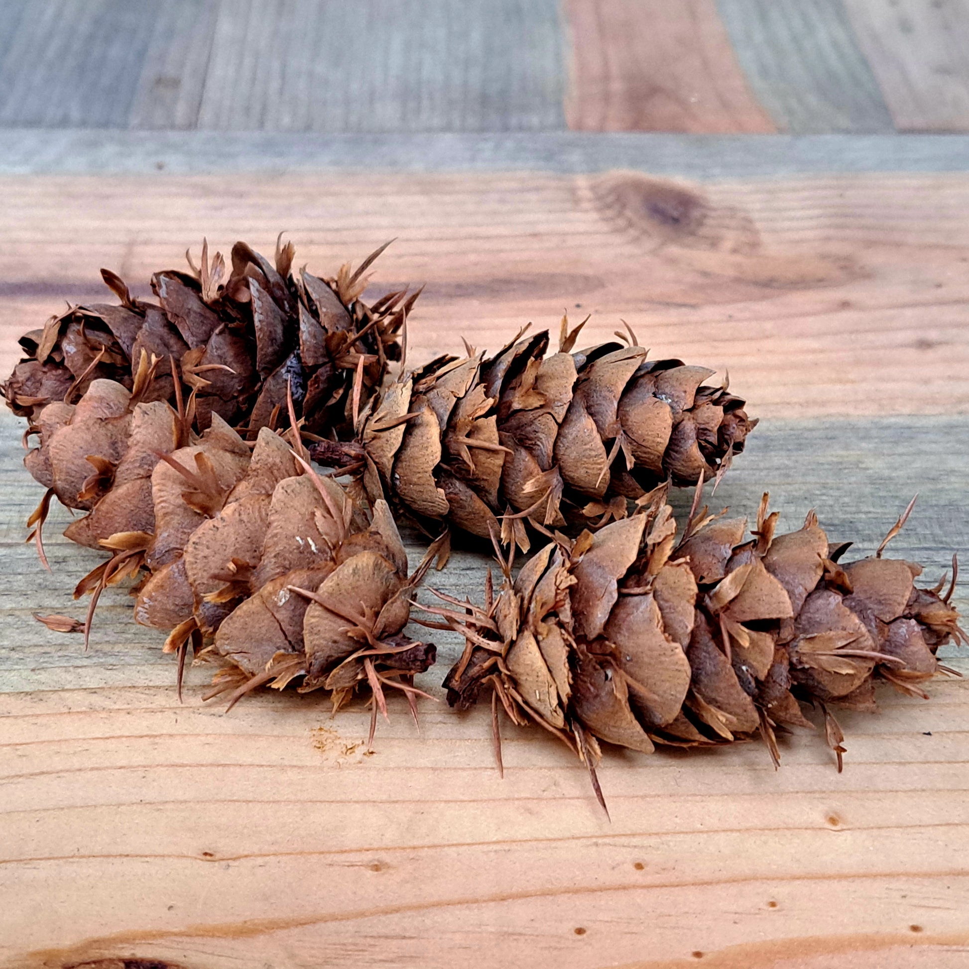 four fir cones on a wooden background