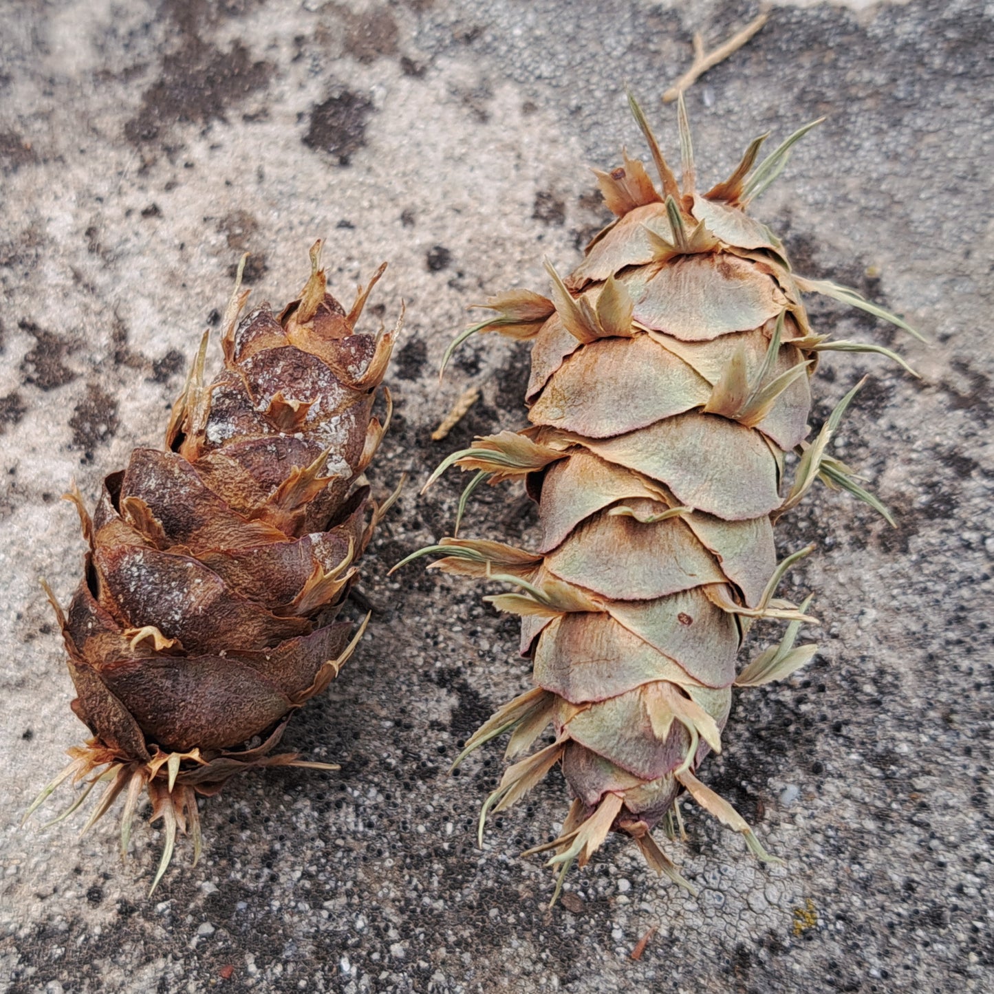 Two pinecones on a textured stone surface