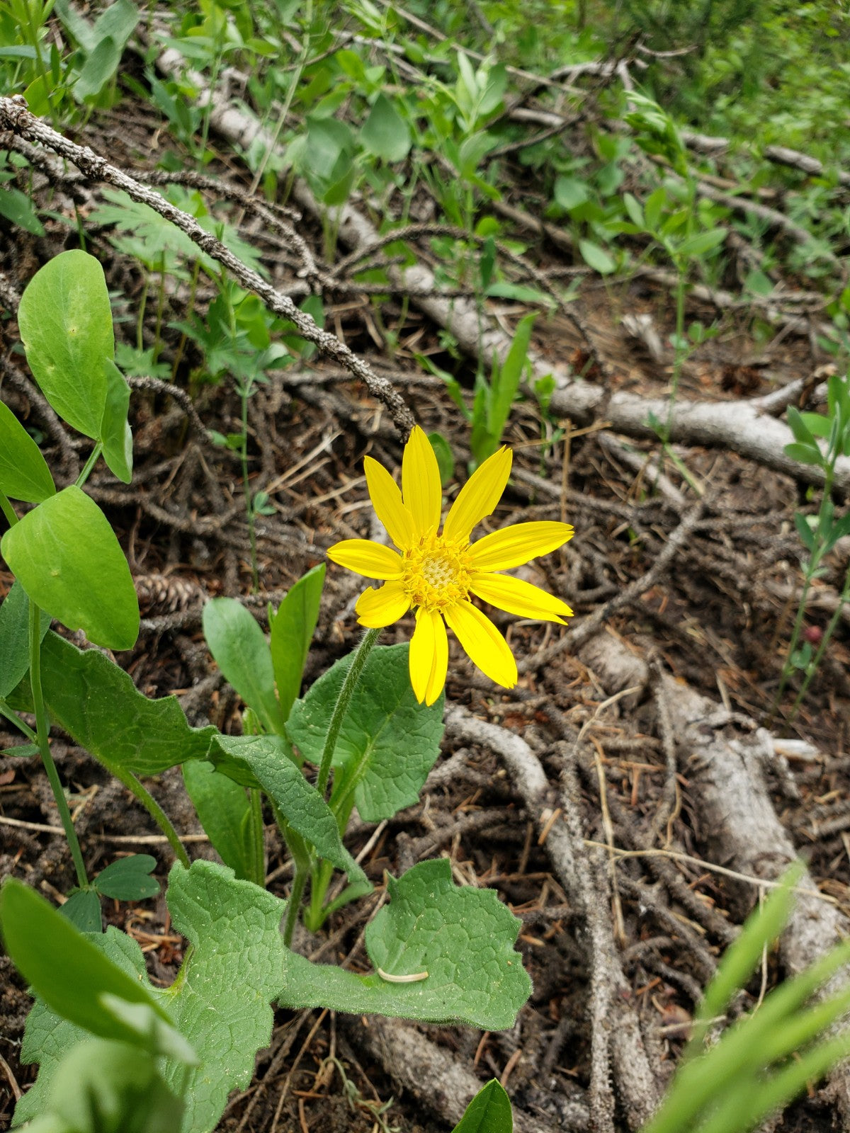 Handcrafted Organic Arnica Oil