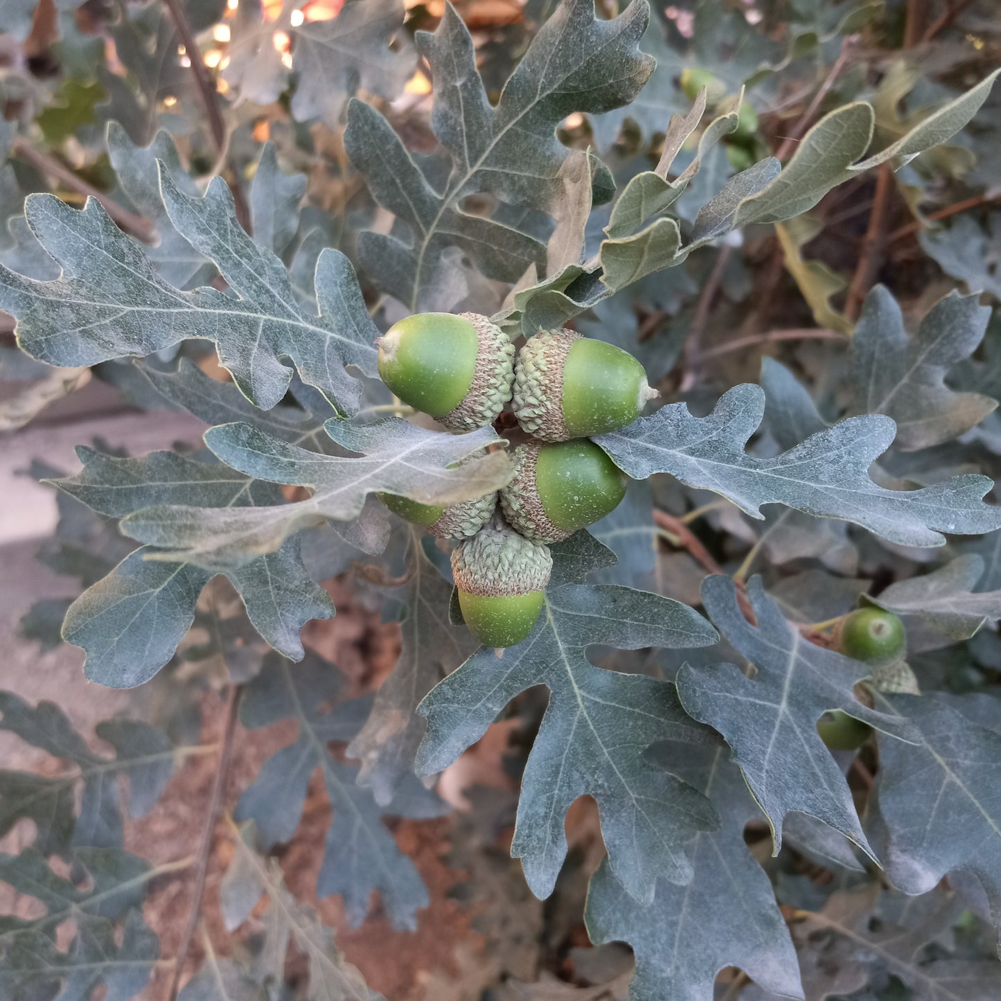 Acorns on oak leaves with a blurred background