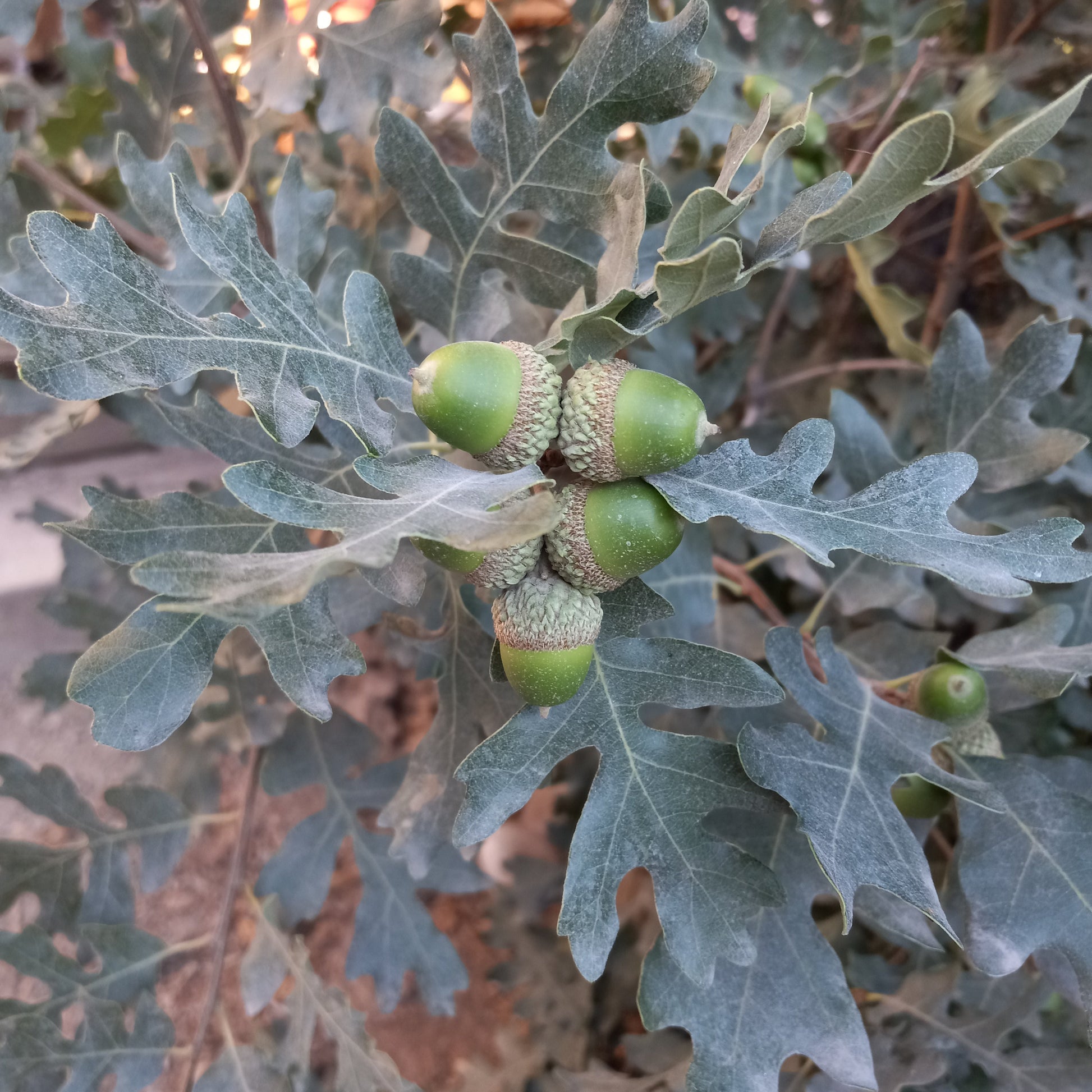 Acorns on oak leaves with a blurred background