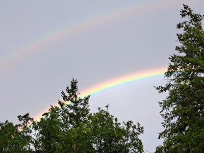 Double rainbow over trees against a gray sky
