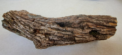 Lichen covered branch