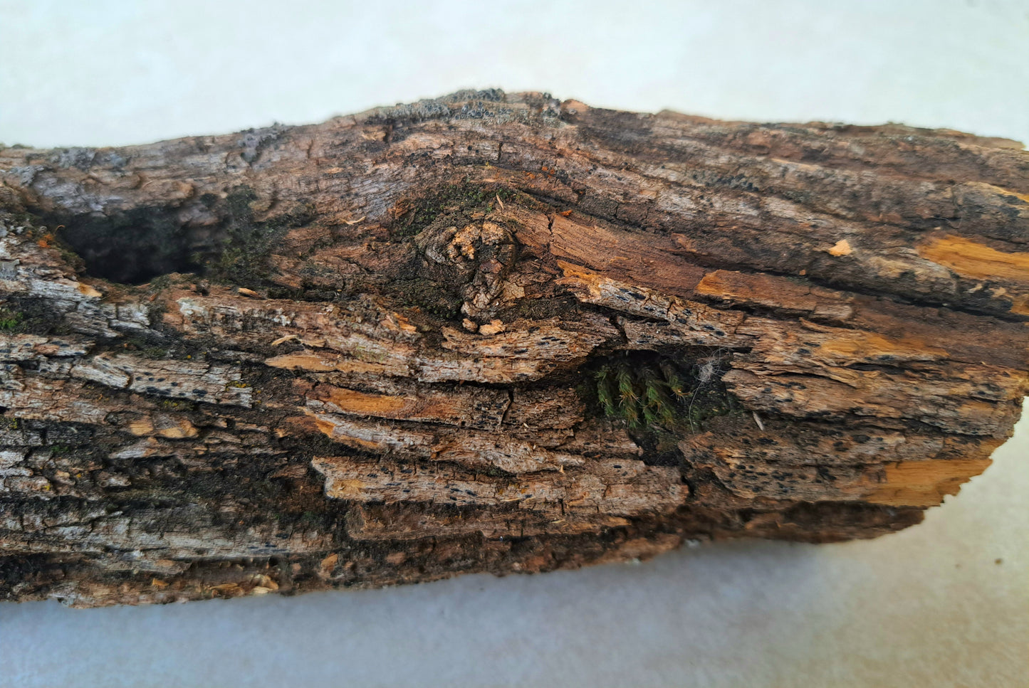 Lichen covered branch