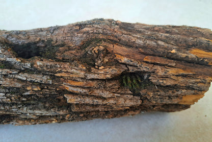 Lichen covered branch