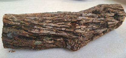 Lichen covered branch