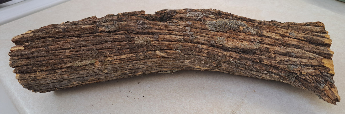 Lichen covered branch