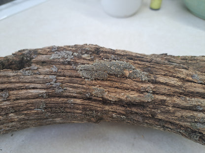 Lichen covered branch