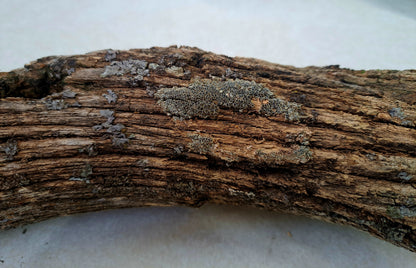Lichen covered branch