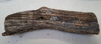 Lichen covered branch