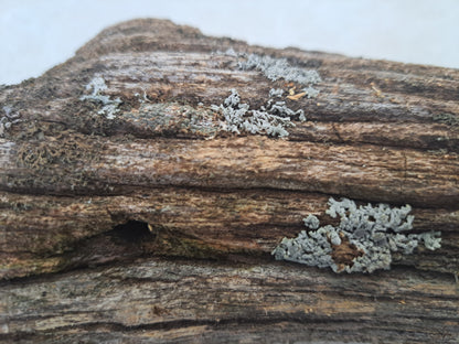 Lichen covered branch