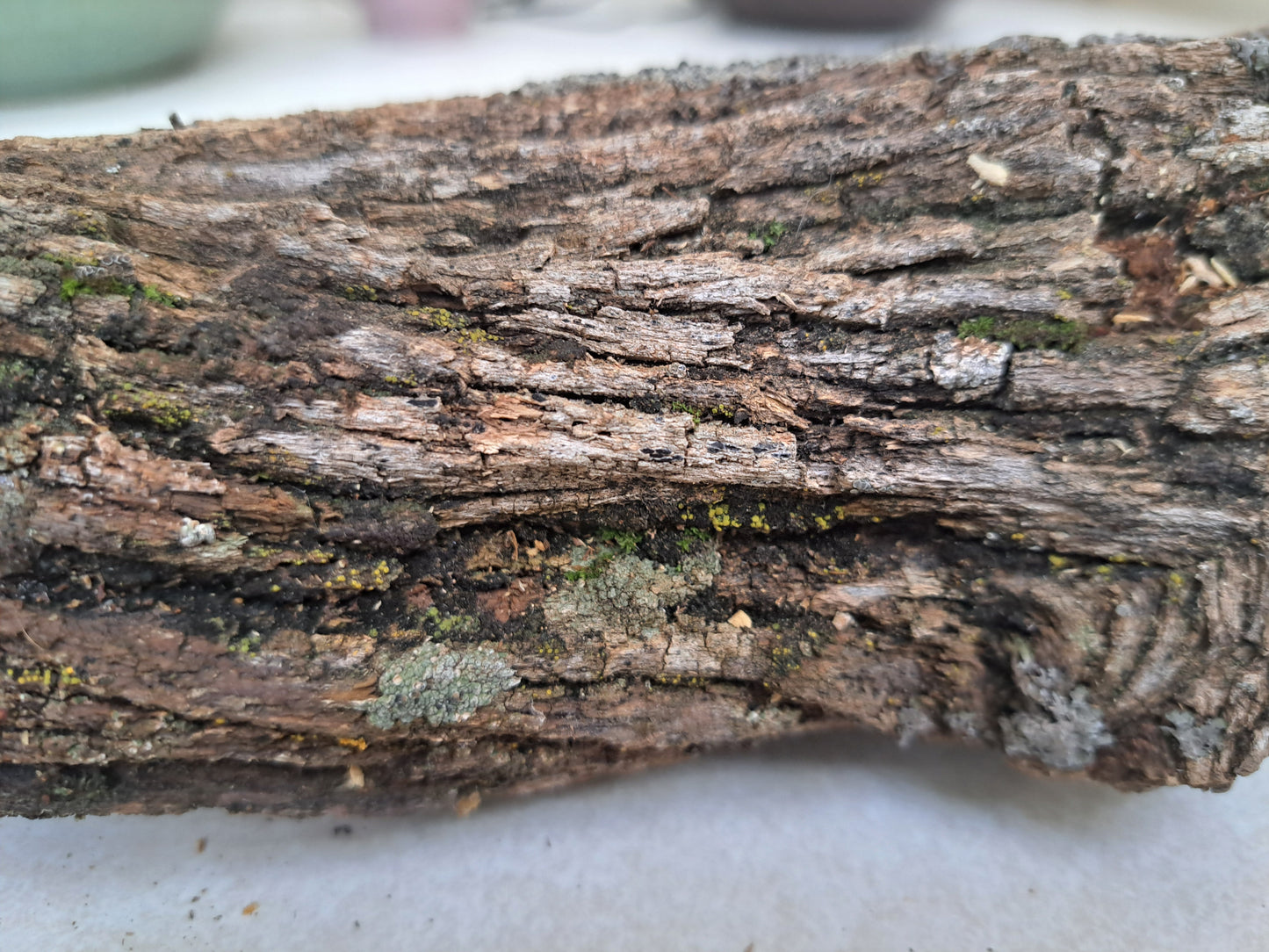 Lichen covered branch