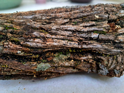 Lichen covered branch