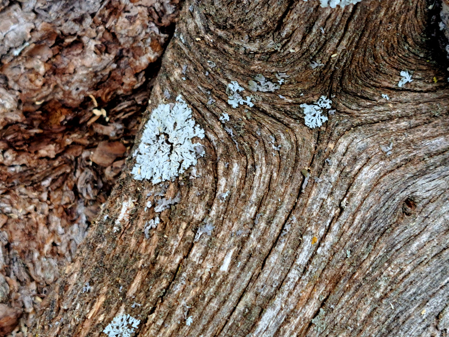 Lichen covered branch