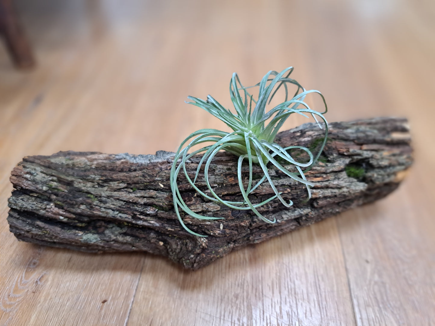 Lichen covered branch
