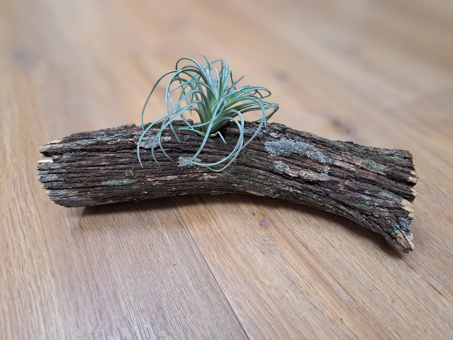 Lichen covered branch