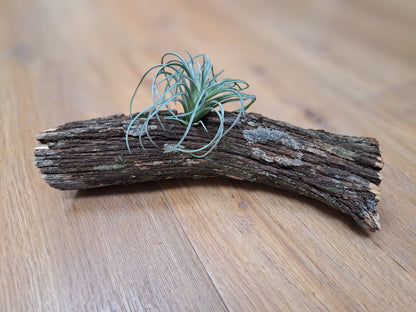 Lichen covered branch