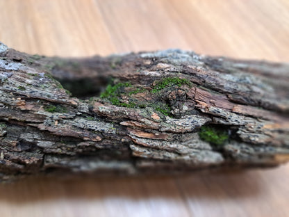 Lichen covered branch