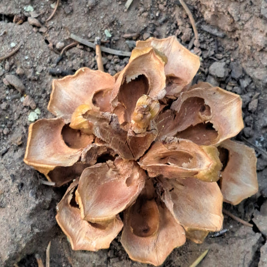 Dried pine cone on a textured ground surface
