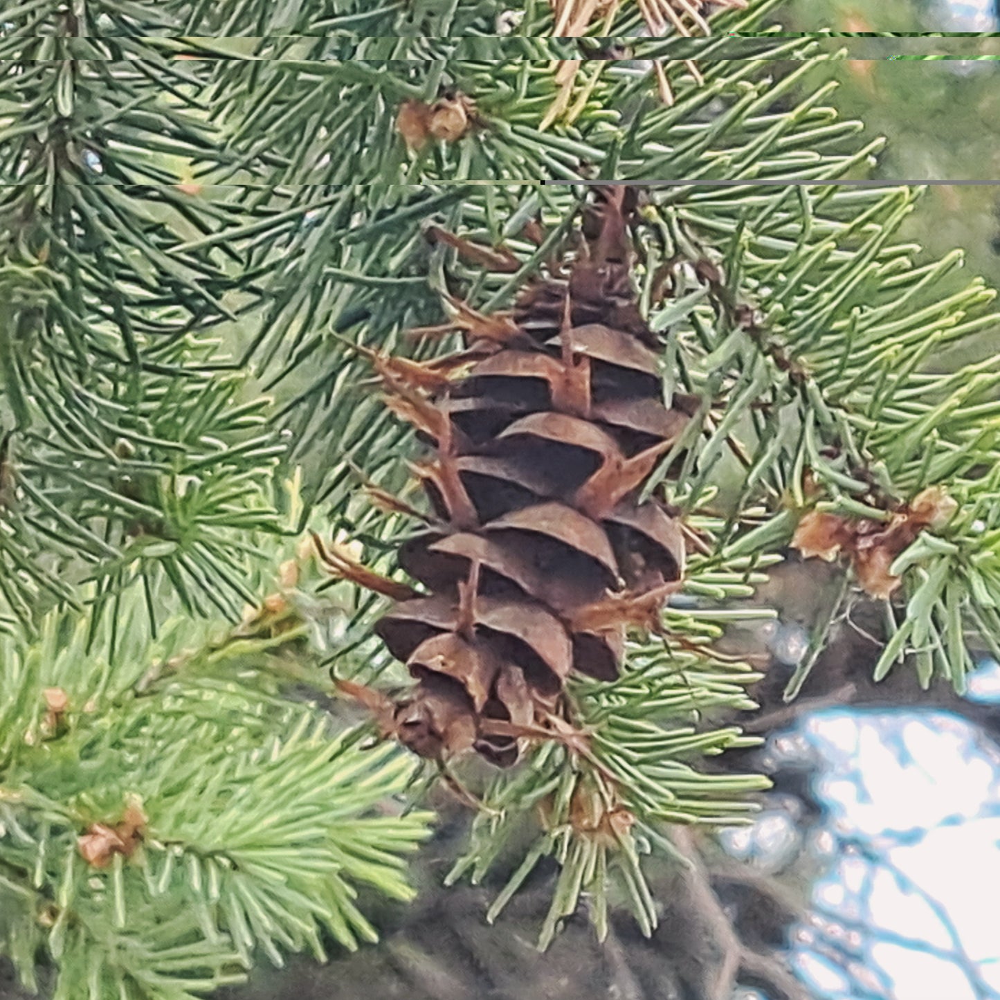Conifer cone on a branch with green needles