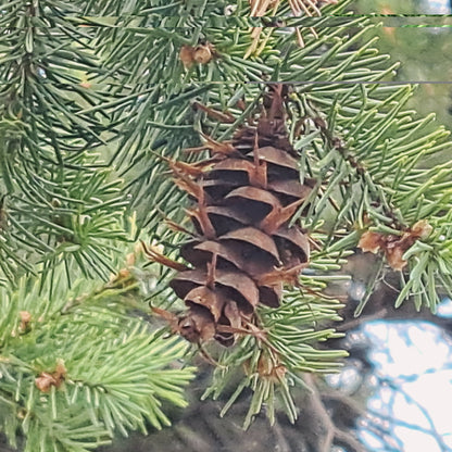 Conifer cone on a branch with green needles