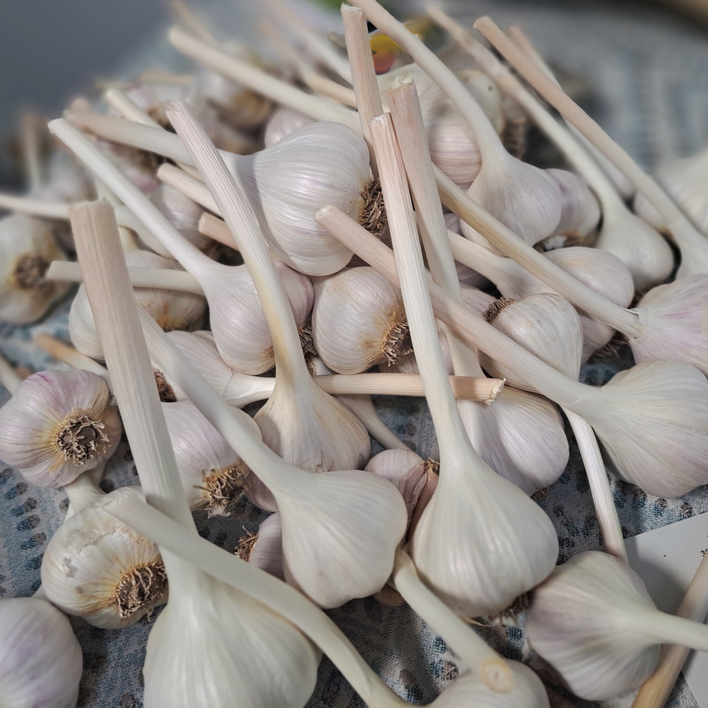 Close-up of garlic bulbs on a textured surface