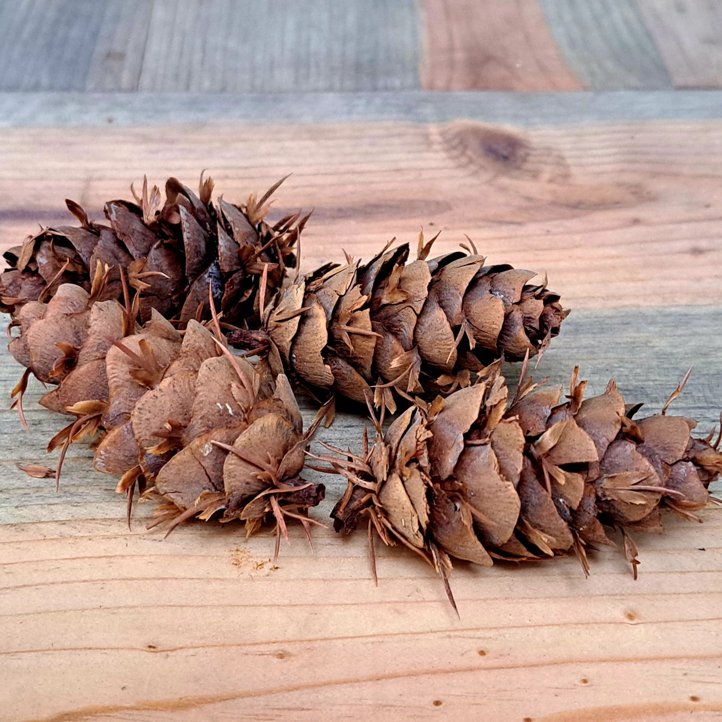 Southwest Douglas Fir Pinecones (Pseudotsuga menziesii)