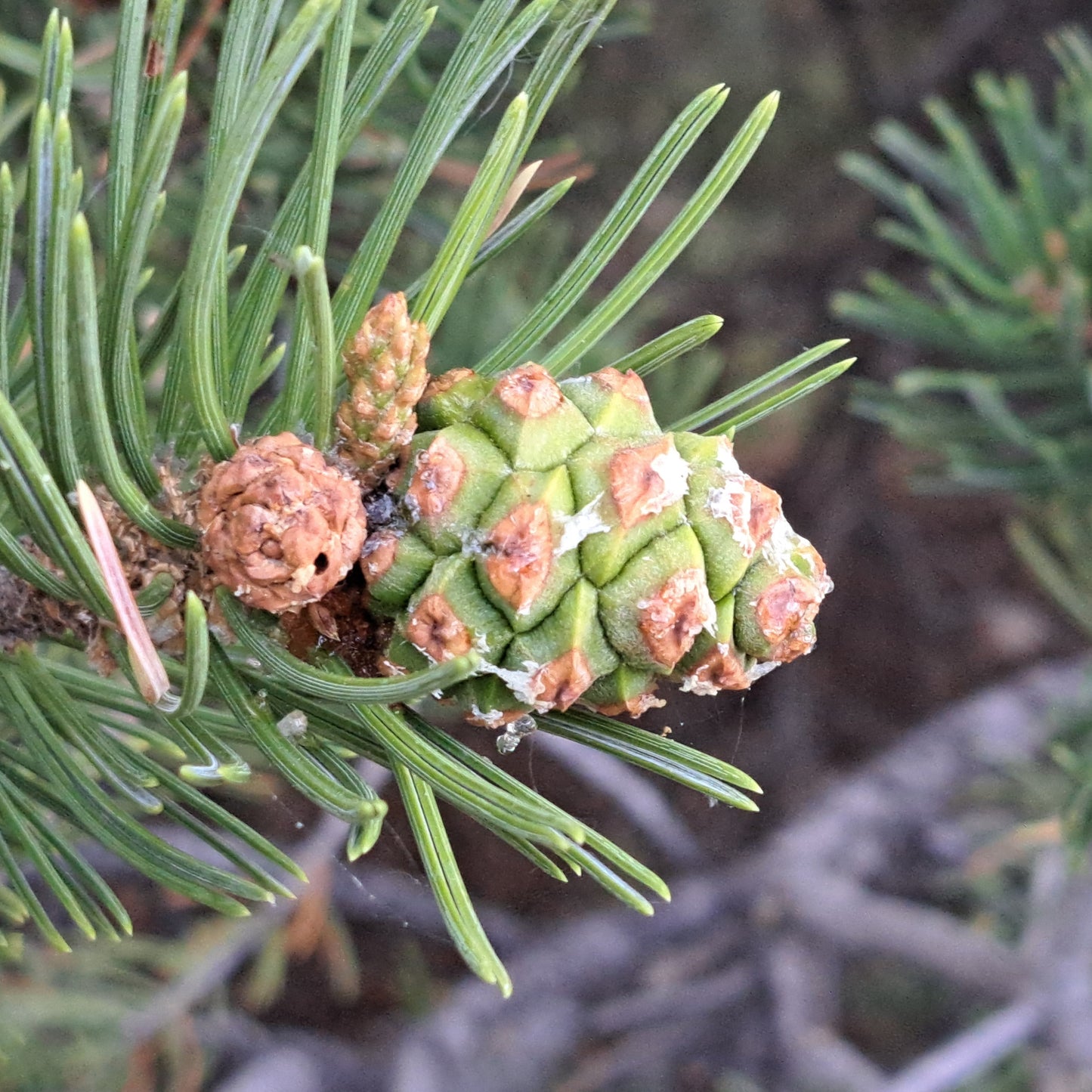 Close-up of pine cones and branches on a tree