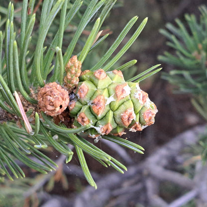 Close-up of pine cones and branches on a tree
