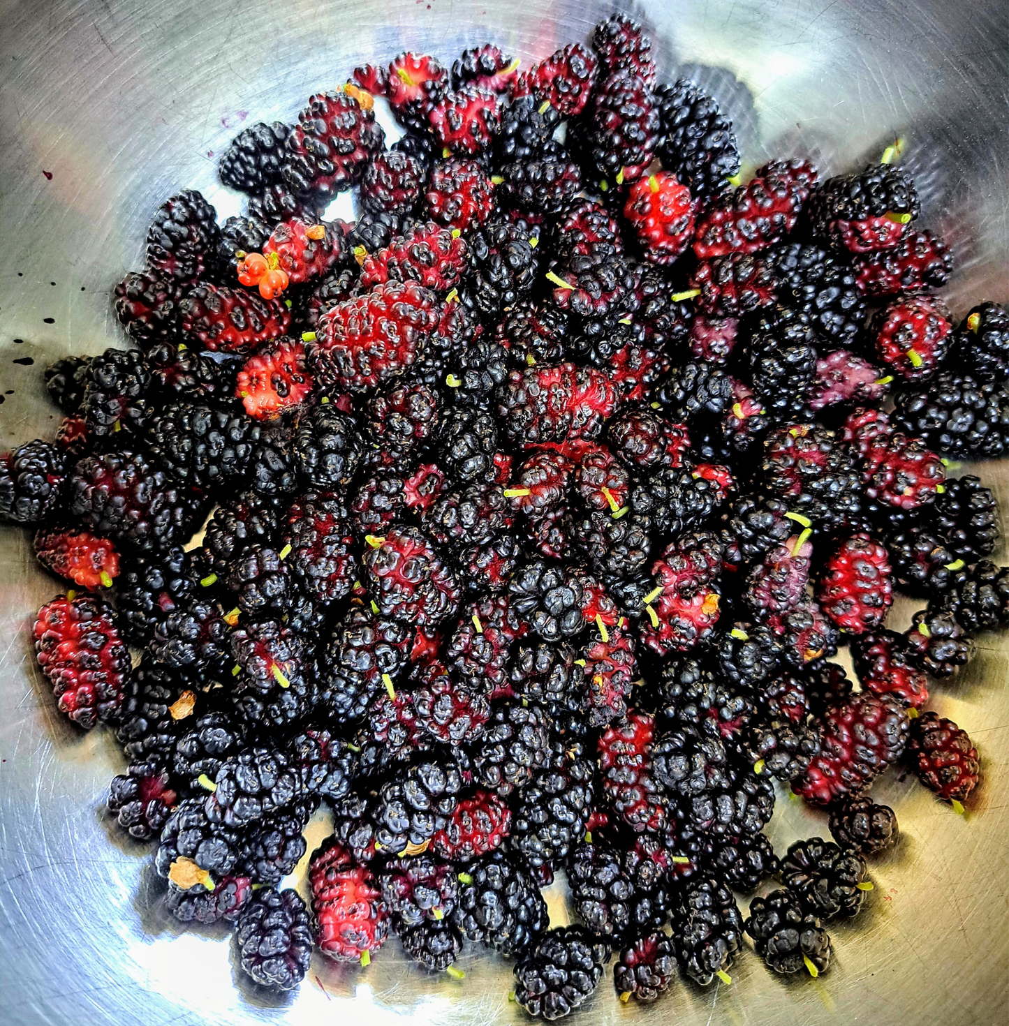 Close-up of mulberries in a metal bowl