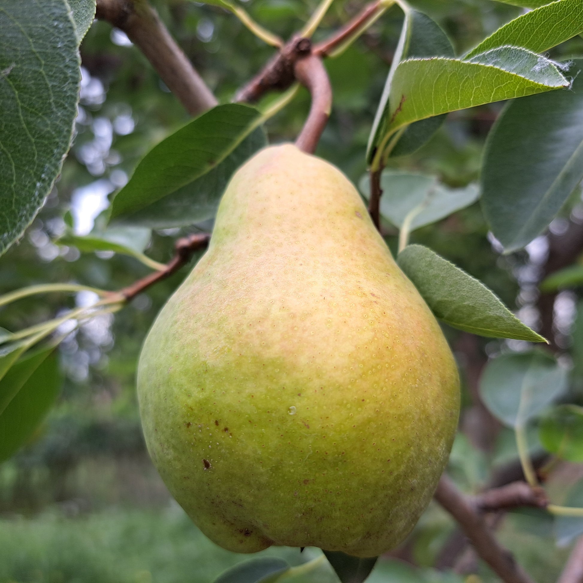 Green pear hanging on a tree branch with leaves.