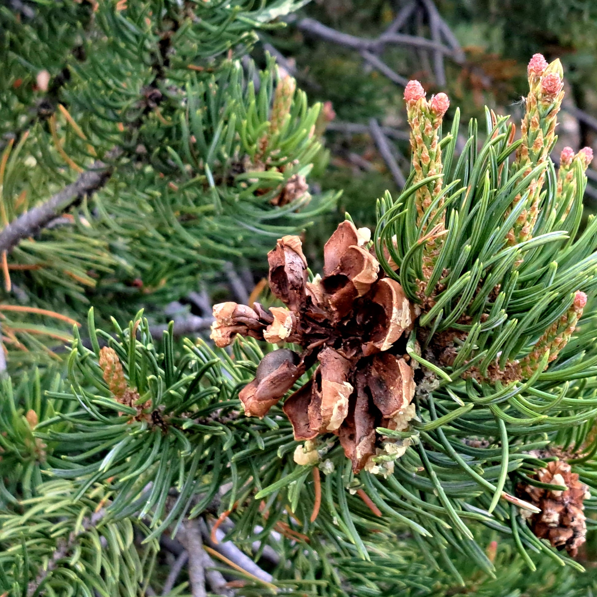 Close-up of pine cones and branches on a tree