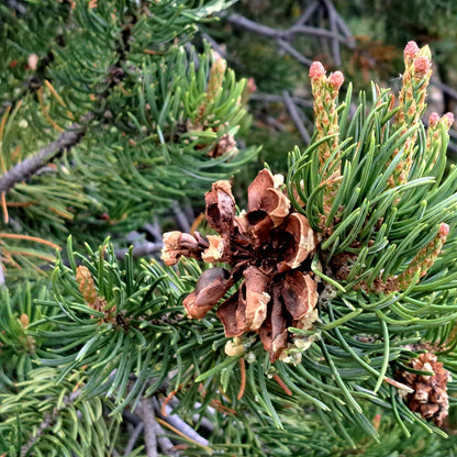Close-up of pine cones and branches on a tree