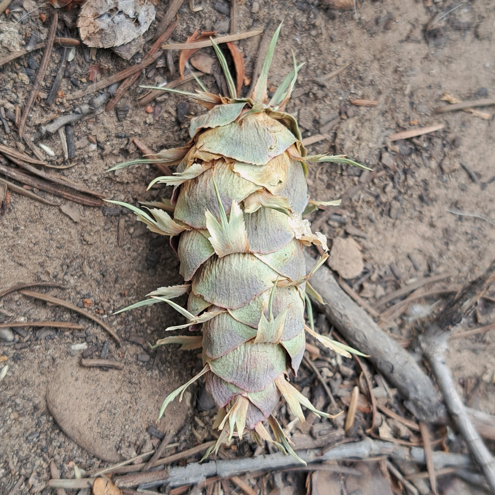 green pinecone on ground with forest floor debris