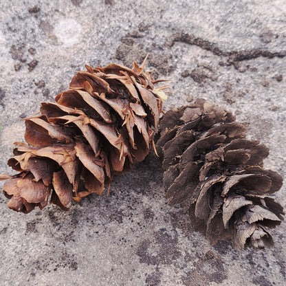 Two brown pine cones on a textured surface