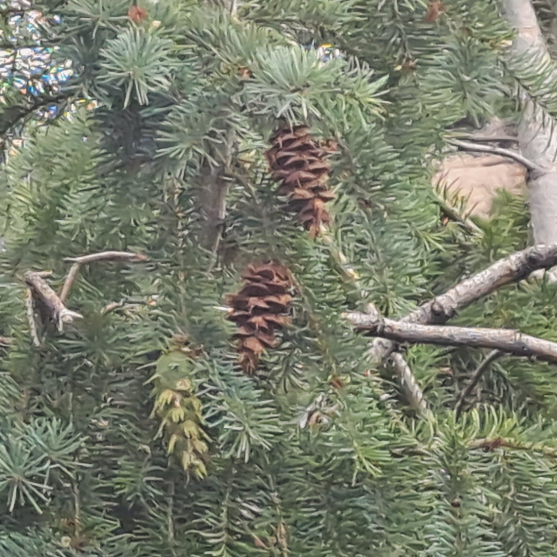 Cones on a pine tree branch with a blurred background