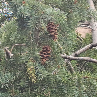 Cones on a pine tree branch with a blurred background