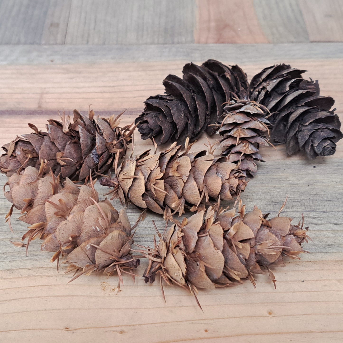 Pine cones arranged in a circular pattern on a wooden surface