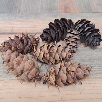 Pine cones arranged in a circular pattern on a wooden surface